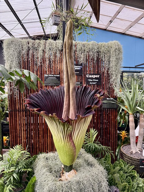 Casper the Corpse Flower