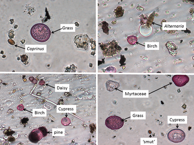 Pollen grains